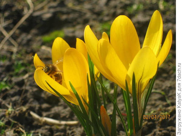 Первые пчелки на первых цветах