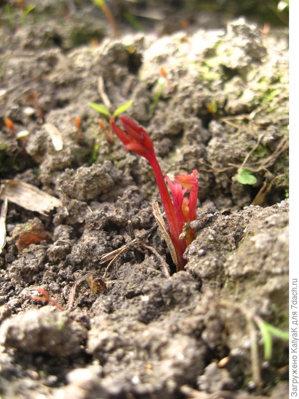 Фото с сильным прибижением, растение сантиметра 3- 4 пока