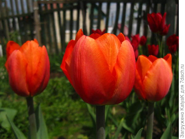 Скромный букет