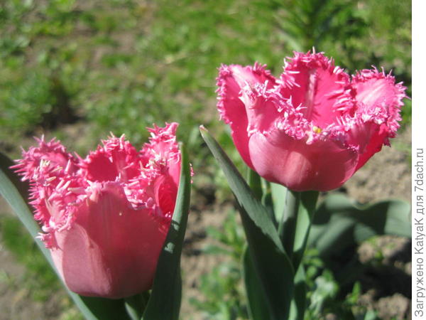 Каждой по цветочку!