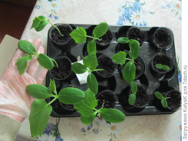 огурец 28 мая