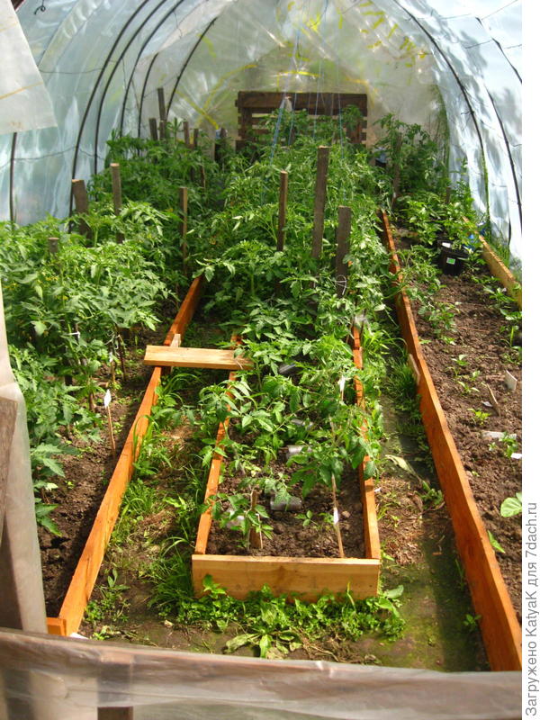 томатный лес