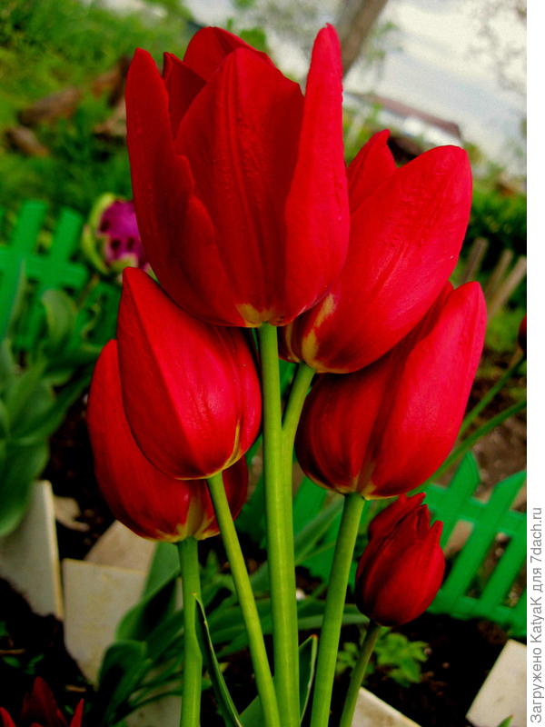 тюльпан букетного типа цветения