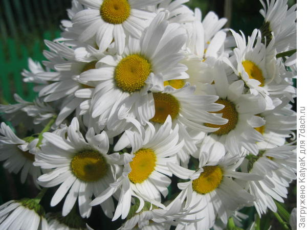 Полевые ромашки