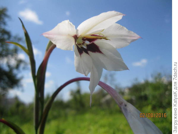 Ацидантеры