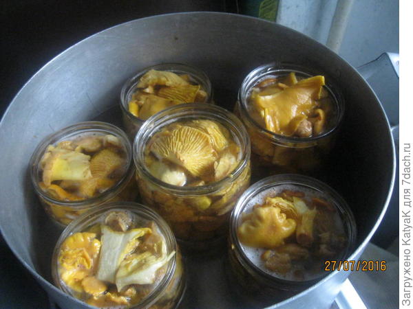 Лисички