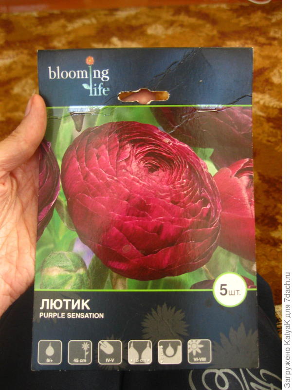 ранункулюс