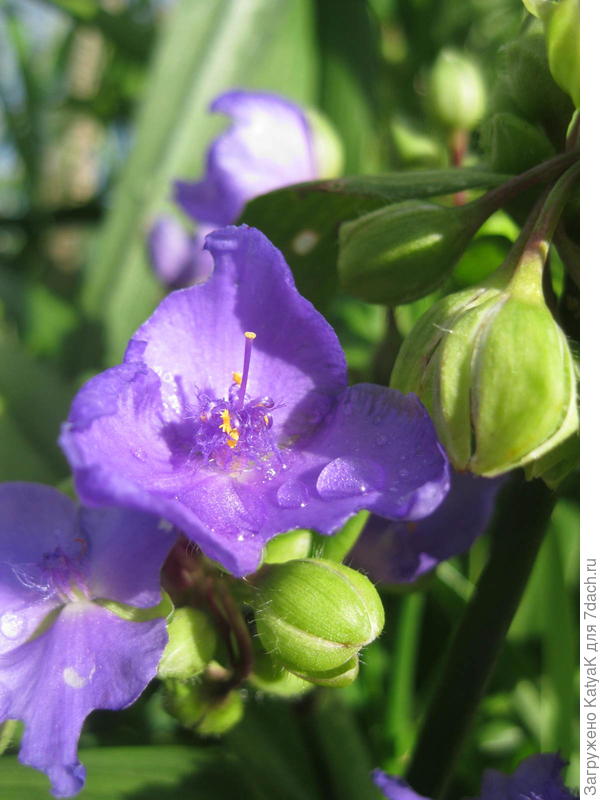 цветочки традесканции