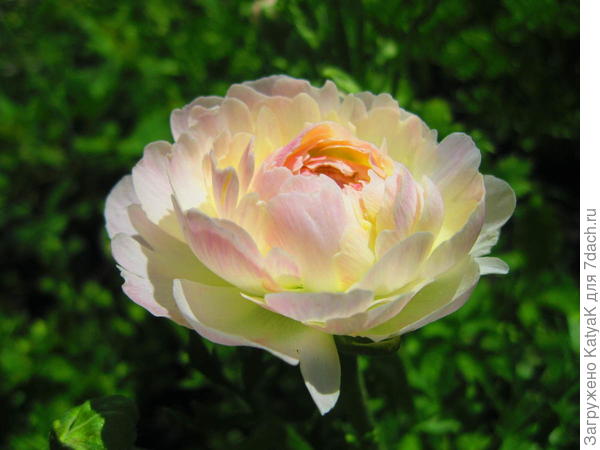 Мой первый ранункулюс тебе!