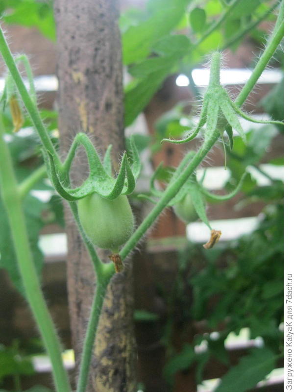 томат цитрусовый сад