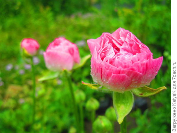 Нежные ранункулюсы для вас!