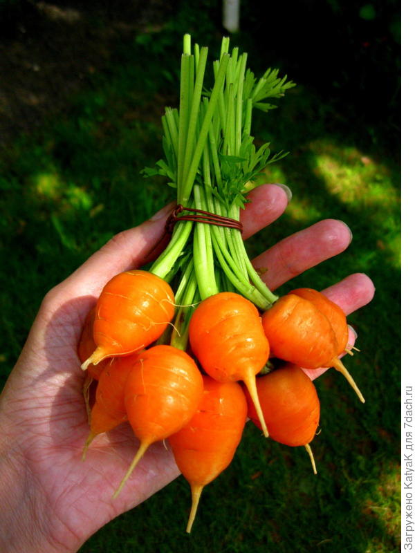 Круглая морковь Полярная клюква