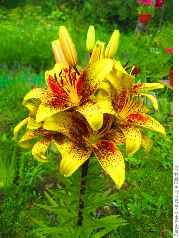 Моя лилия тебе в подарок!