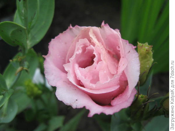 Моя первая эустома распустилась сегодня для тебя))