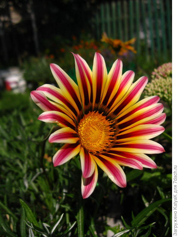 красавица гацания победителям