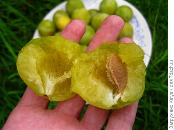 сливы
