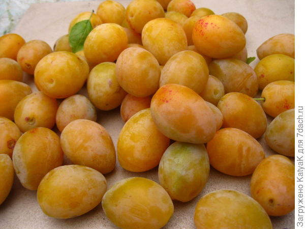 сливы