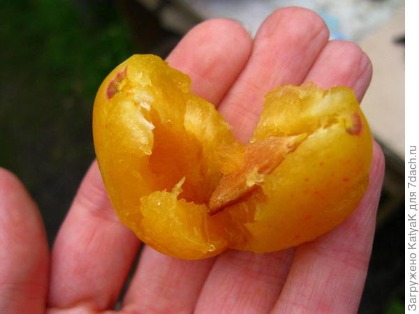 сливы