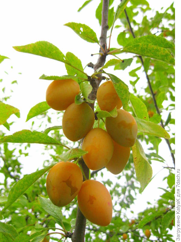сливы