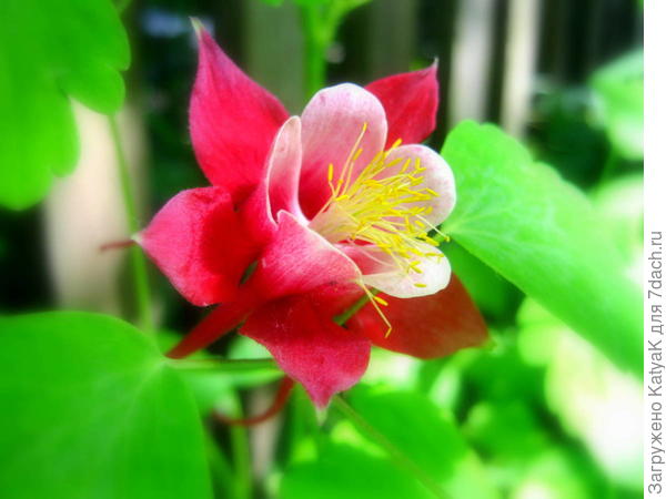 Аквиллегия