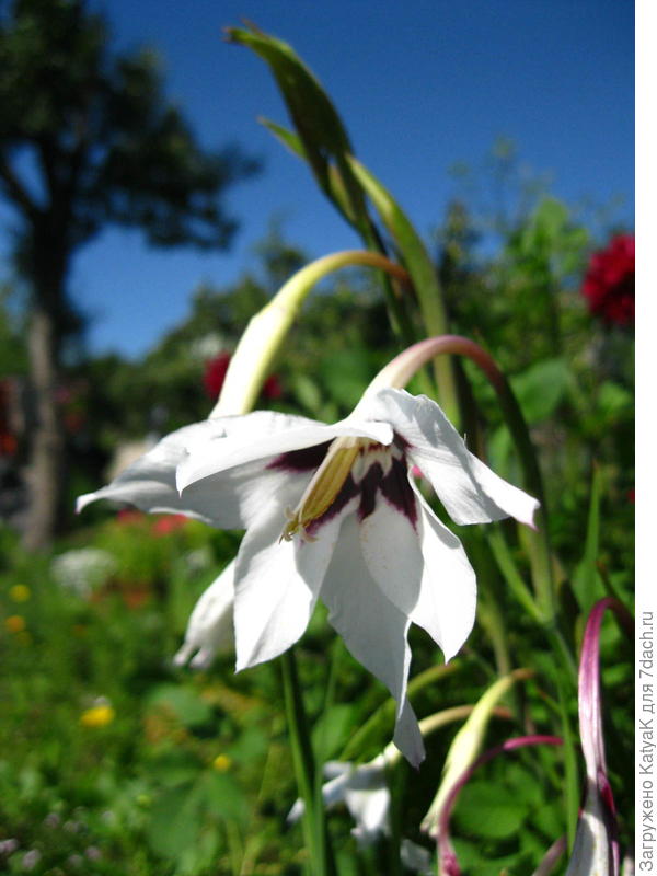 Ацидантера