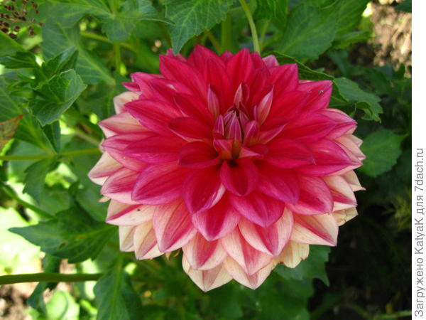 Осенний цветок для вас!