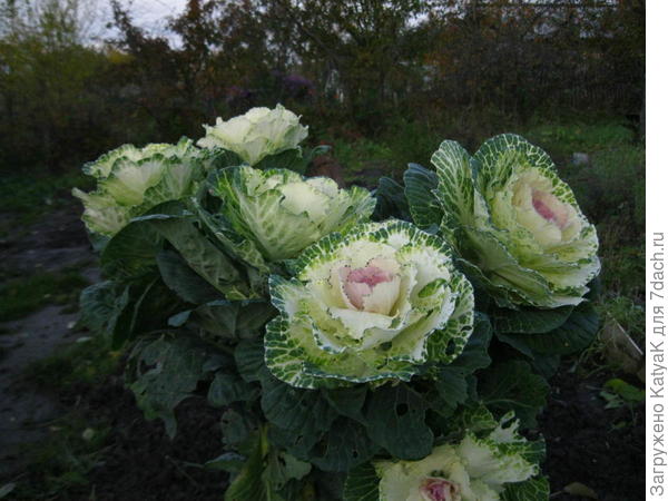 Декоративная капуста на высоких стеблях, очень красивая!