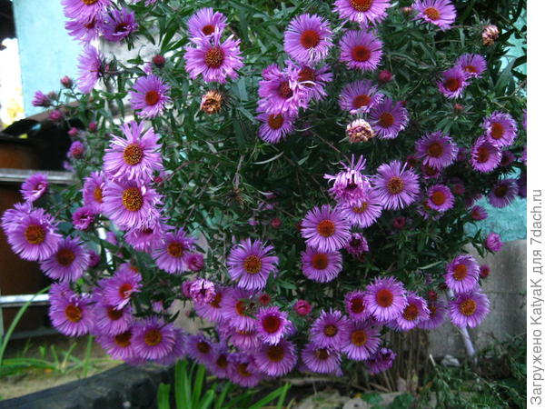 одна ветка, как букет