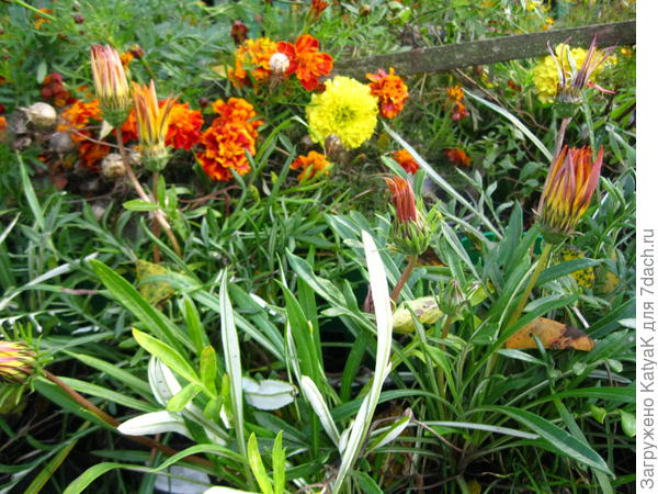 Бархатцы, гацания в бутонах