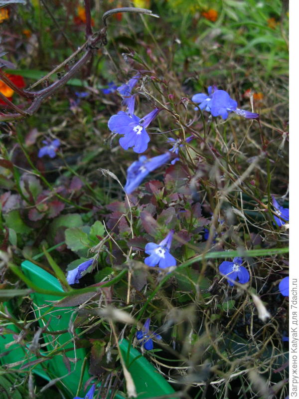 лобелия не сдается