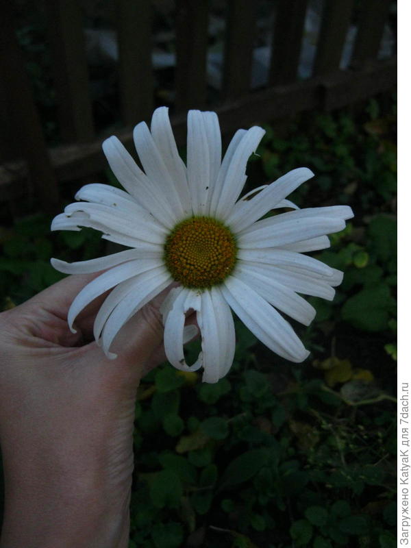 Ромашка Сильвер принцесс, многолетняя, повторно цветет, вся в бутонах