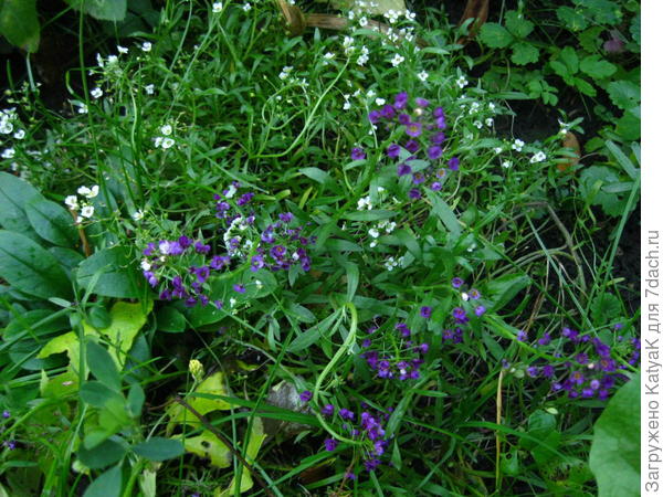 забыла название, но миленько цветет, нежно