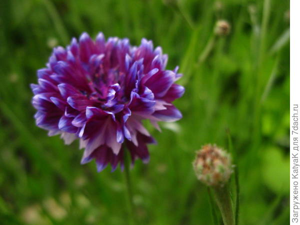 фрости микс