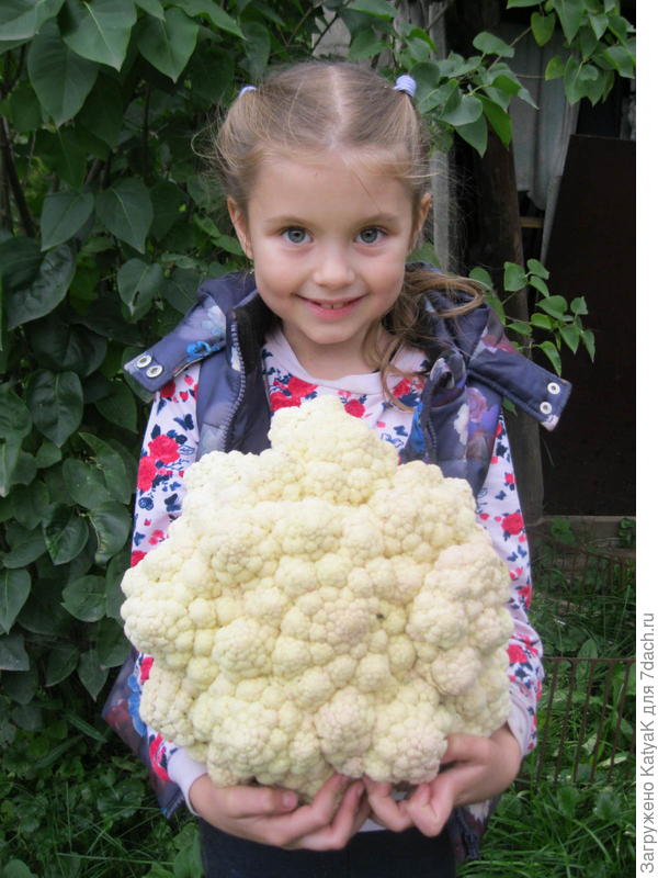 тот же кочан, семена СР, другие не завязались