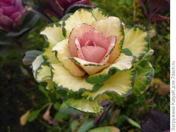 капуста- цветочек))