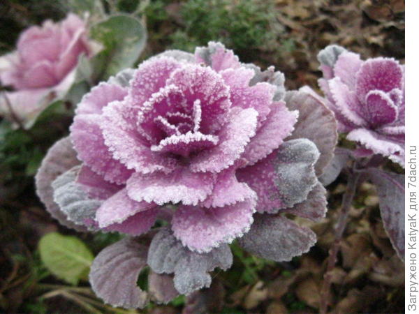 Последние краски осени