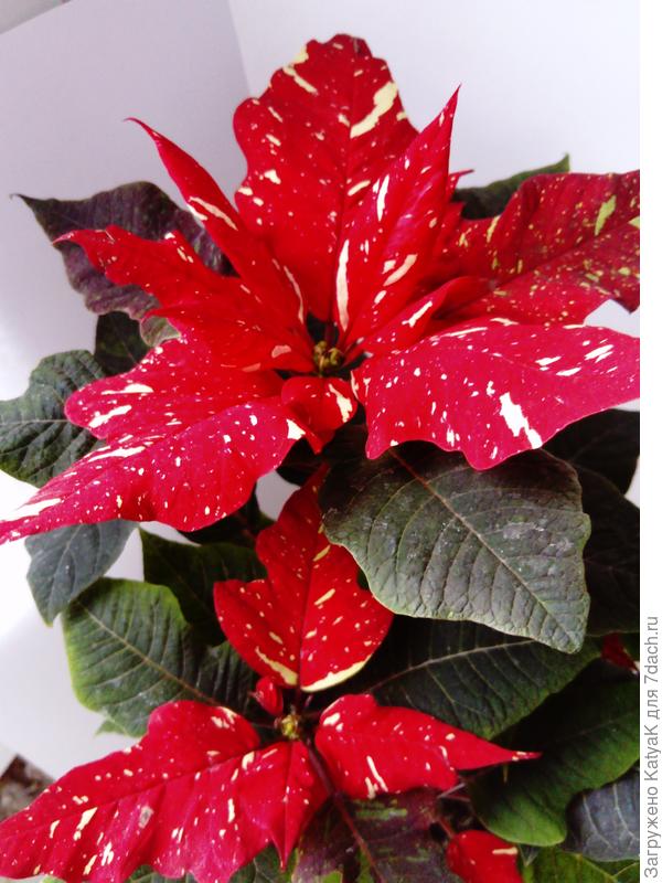 Пуансеттия