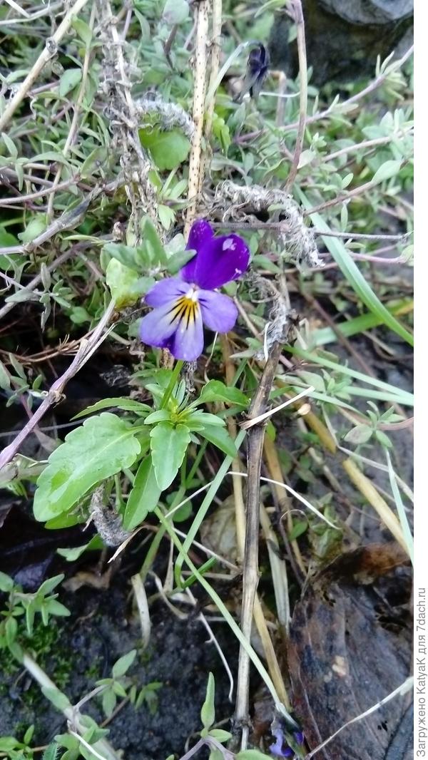 виола на клумбе