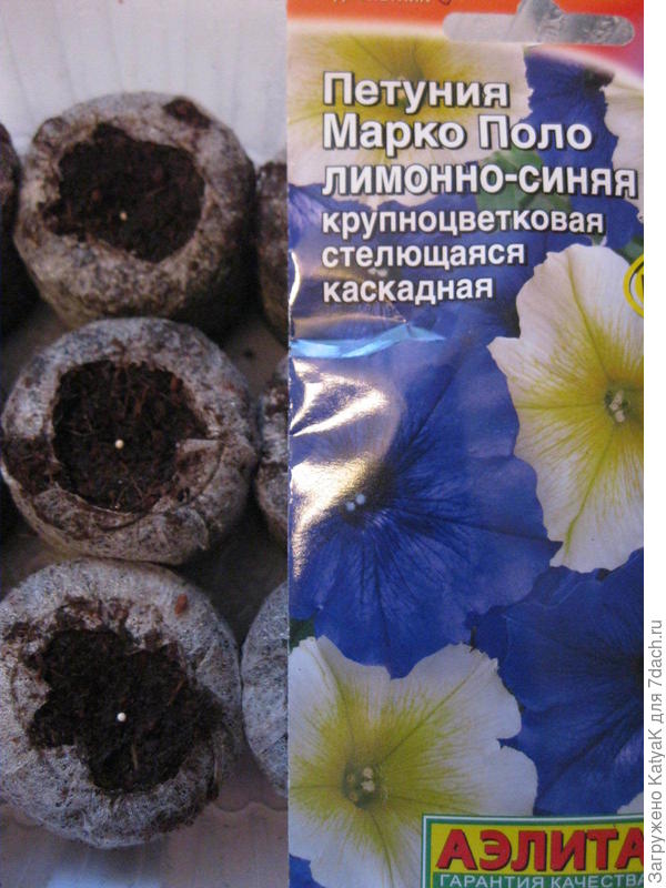 Петуния Марко Поло лимонно- синяя F1 крупноцветковая стелющаяся каскадная