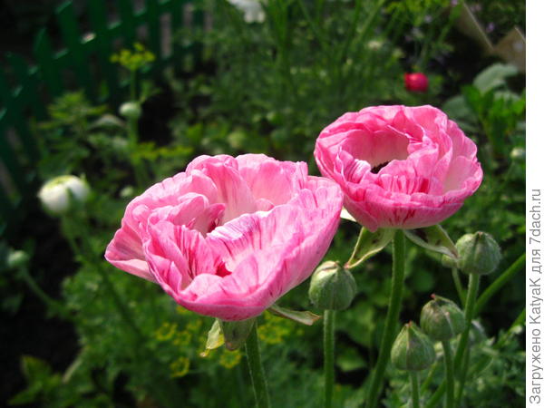 мои ранункулюсы 2017