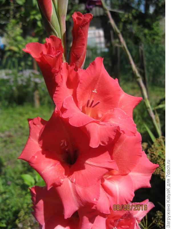 гладиолус