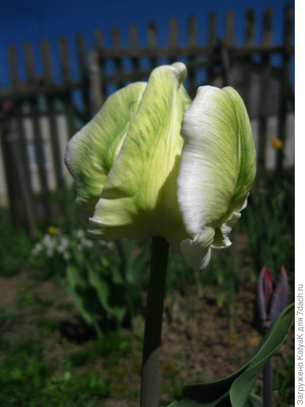 Попугайный