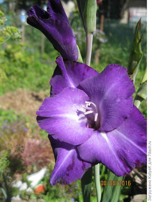 гладиолус