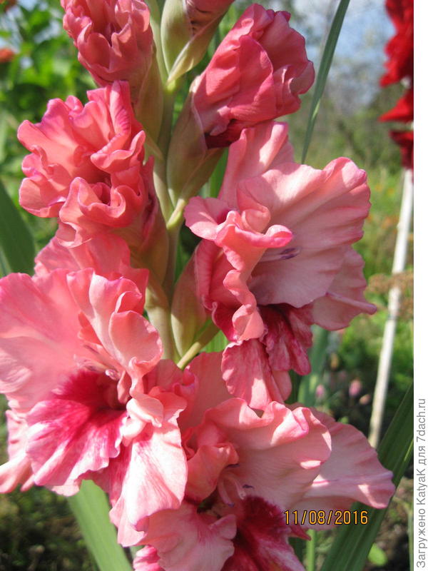 гладиолус