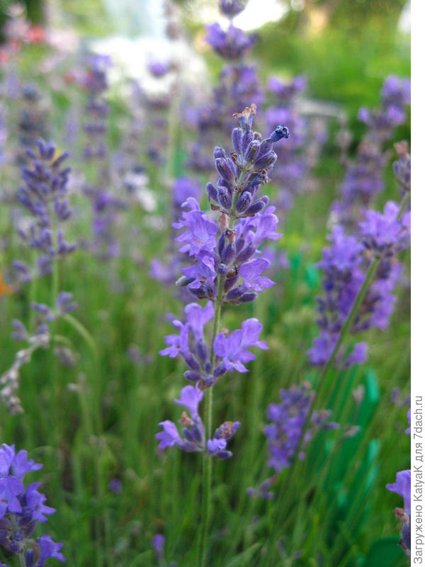 лаванда