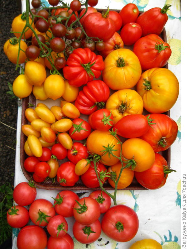 Малиновое чудо внизу кадра