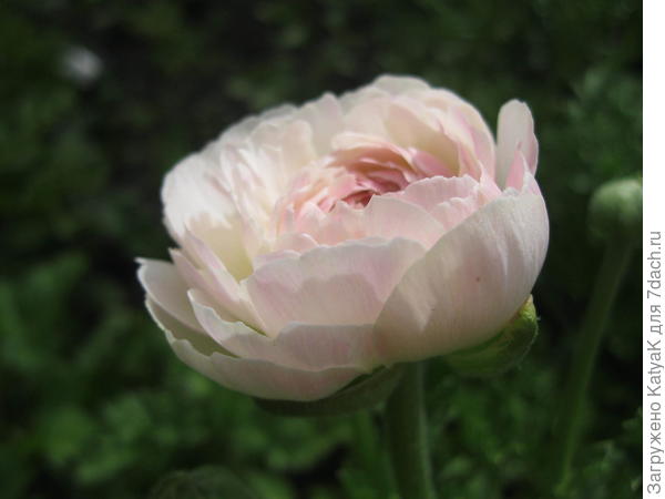 мой любимый