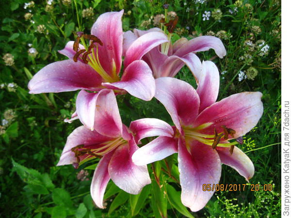 Лилии для Оли