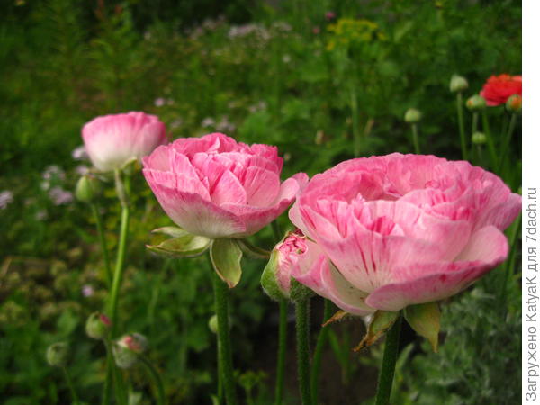 нежные красавцы лютики