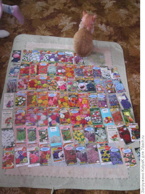 семена цветов